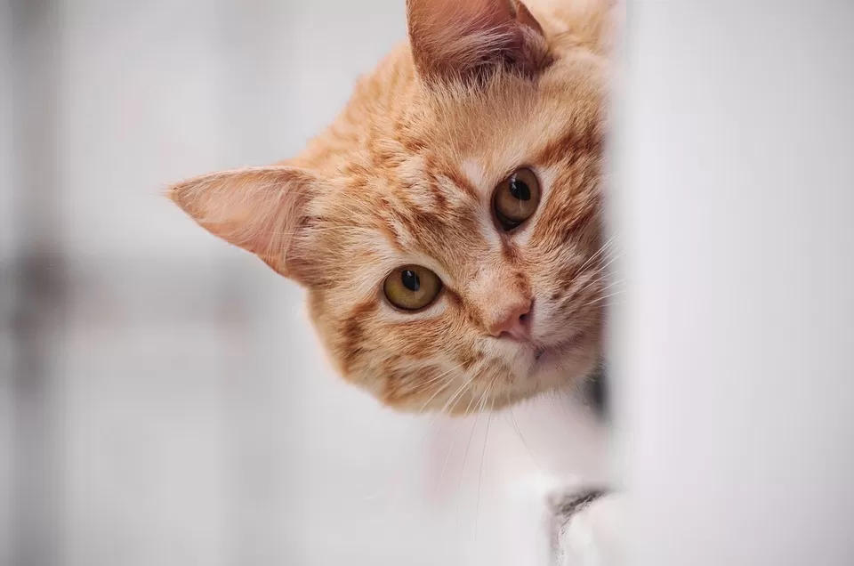 Kabar Gembira Buat Para Pecinta Kucing! Ada Kontes Hewan Kesayangan di Polbangtan Bogor, Buruan Daftar
