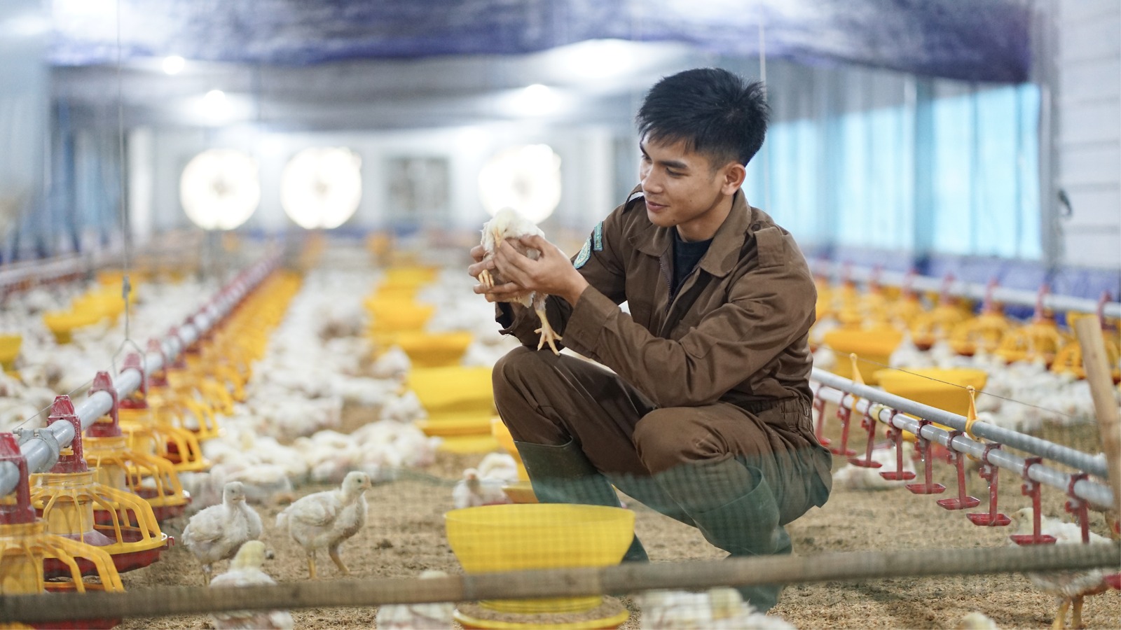 Cerita Asa Luhur Pekerti Merawat Ayam Broiler di Closed House Polbangtan Bogor