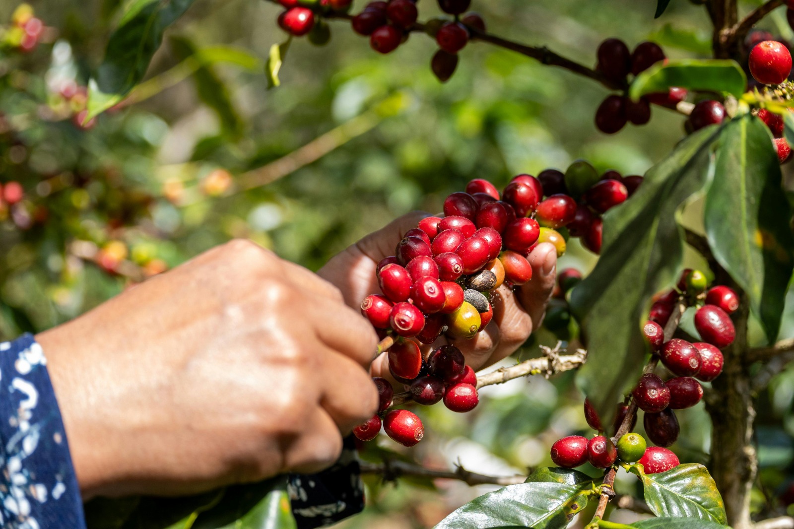 Cerita Hidup dari Kebun Kopi yang Mengantarkan Langkah Ke Polbangtan Bogor