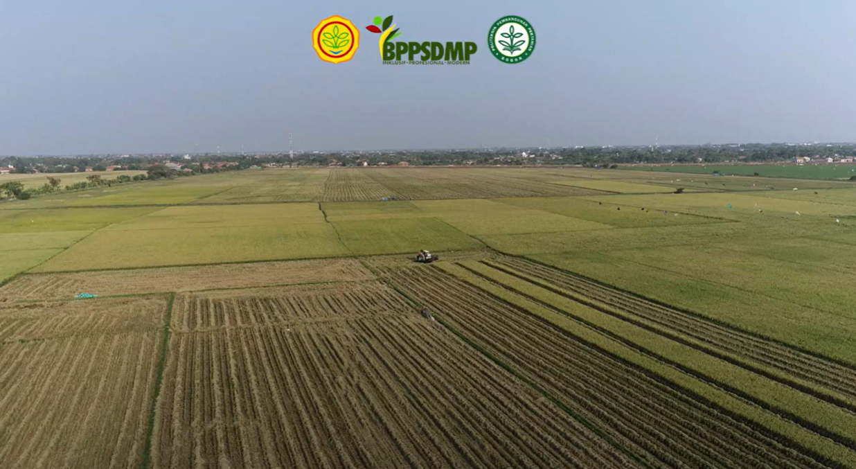 PERTANIAN MODERN INDRAMAYU - KOPERASI SRI UNGGUL SEJAHTERA BINAAN POLBANGTAN BOGOR